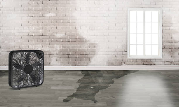 Best Water damage mitigation services  in Laguna Woods, CA